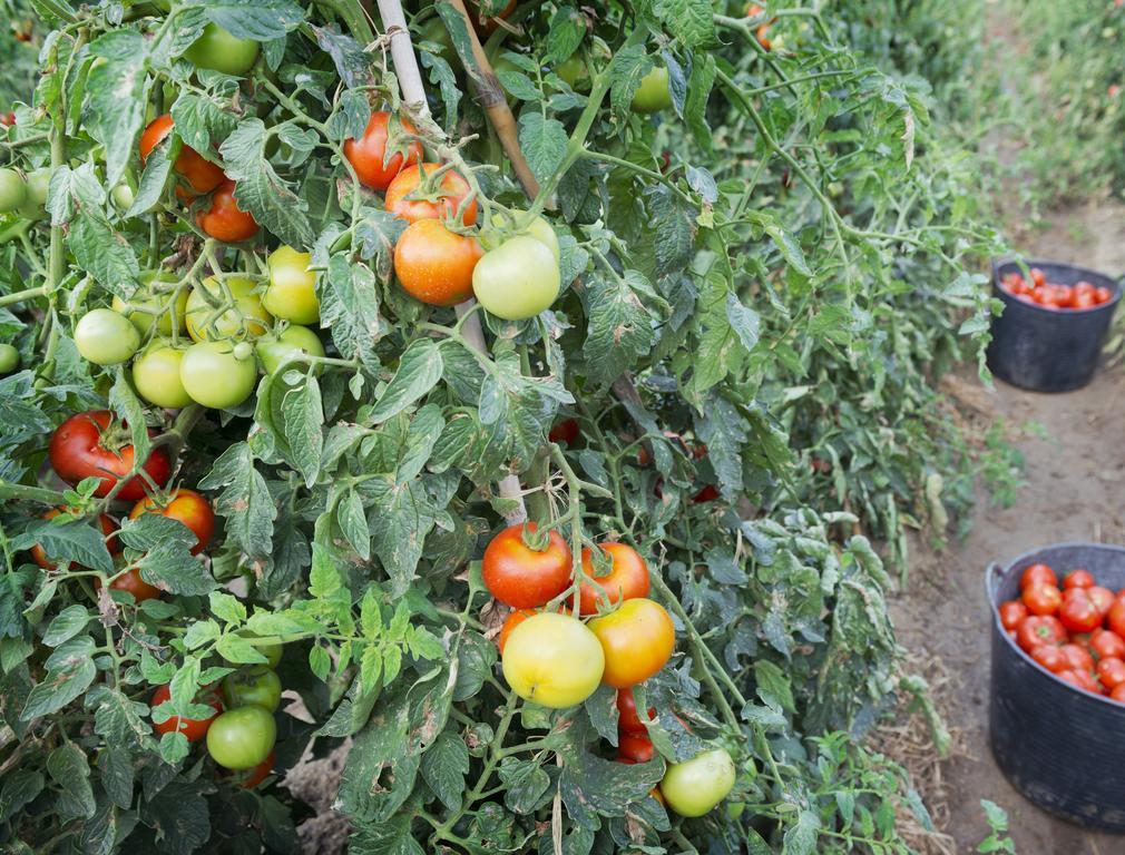 Merce Pineda de Mar Ngoại thất bức ảnh